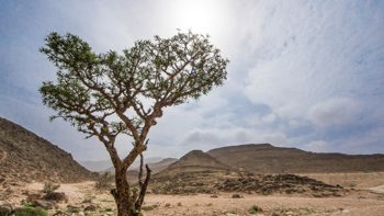 The Gift of Frankincense