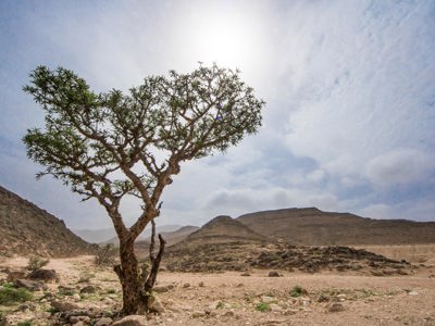 Link to World Environment Day 2024