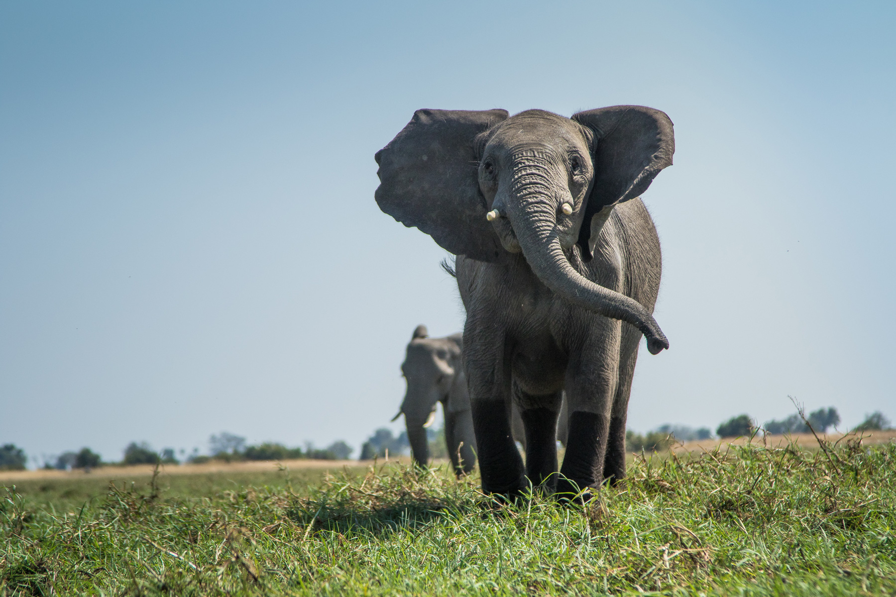 national-geographic-okavango-elephants-halo-trust