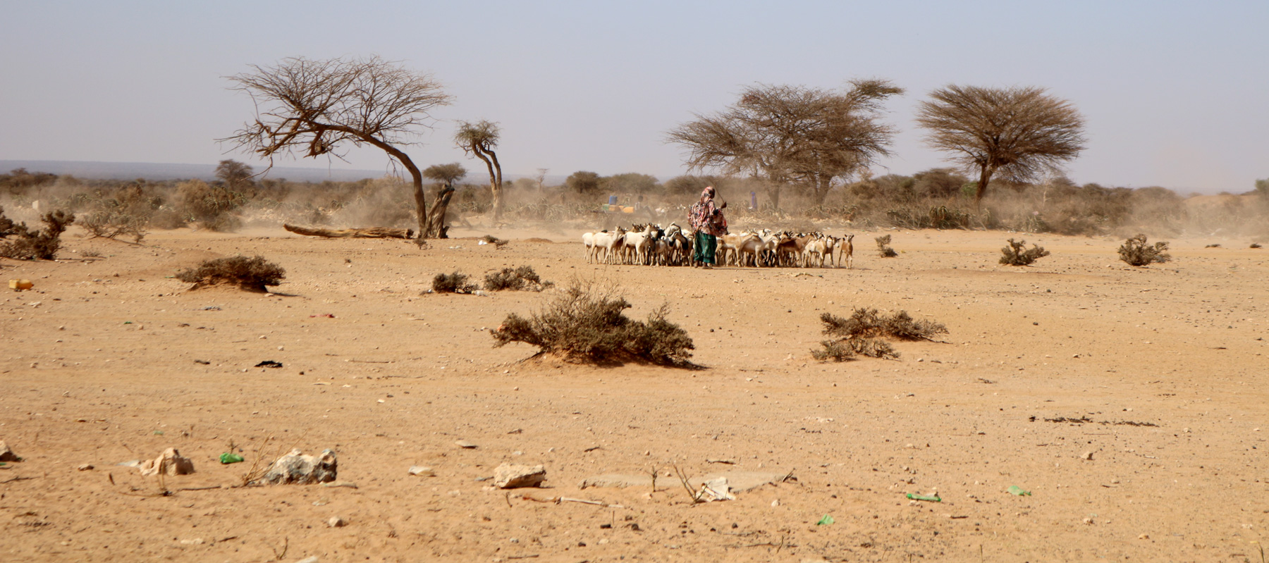 herding-goats-sayla-bari-somaliland-halo-trust-banner