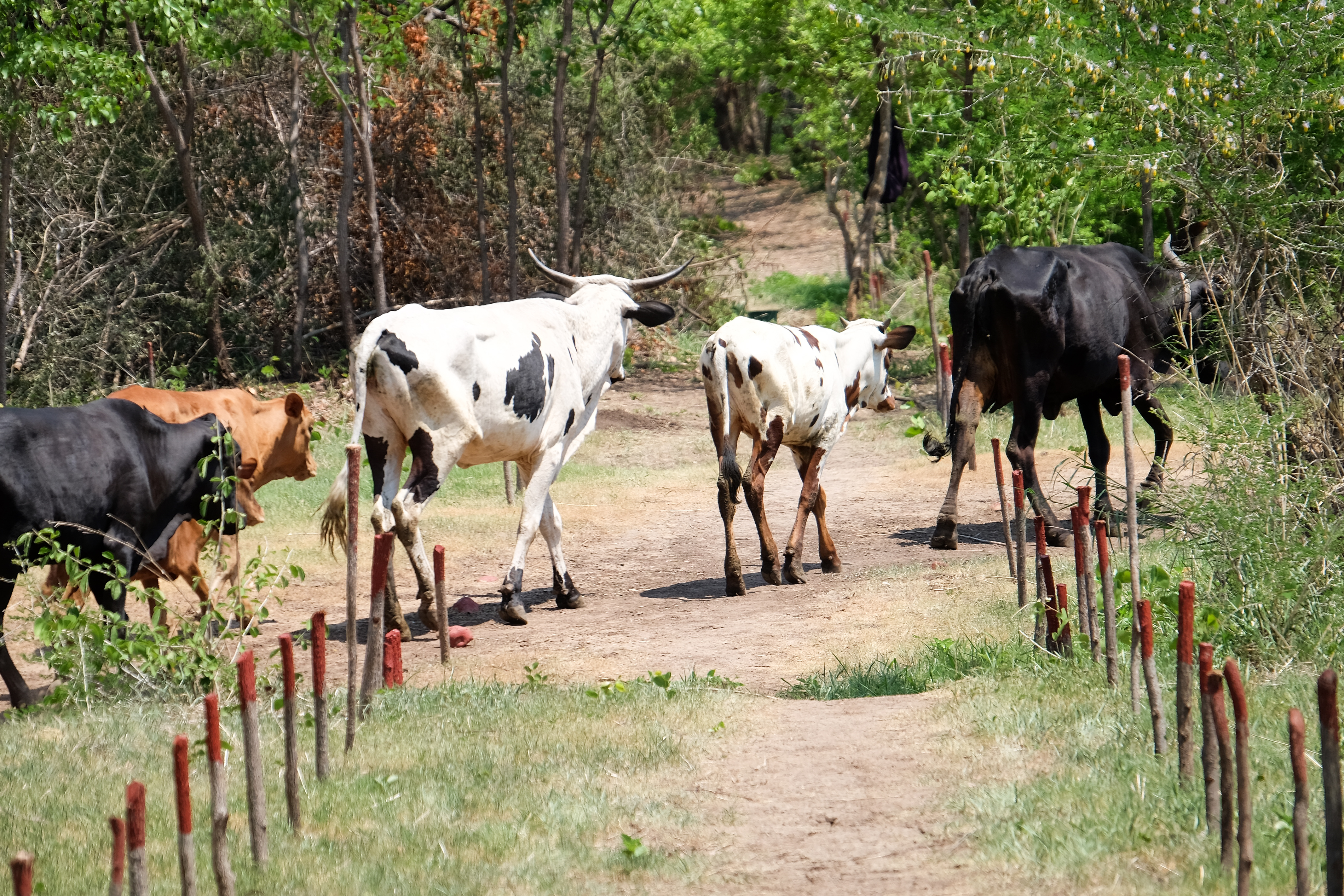 Cattle crossing, Chisecha