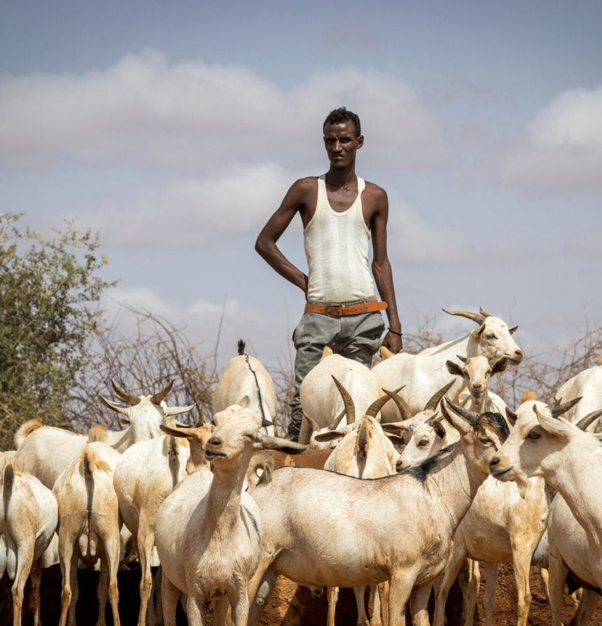 Goat herder with a flock of goats on the Ethiopian border