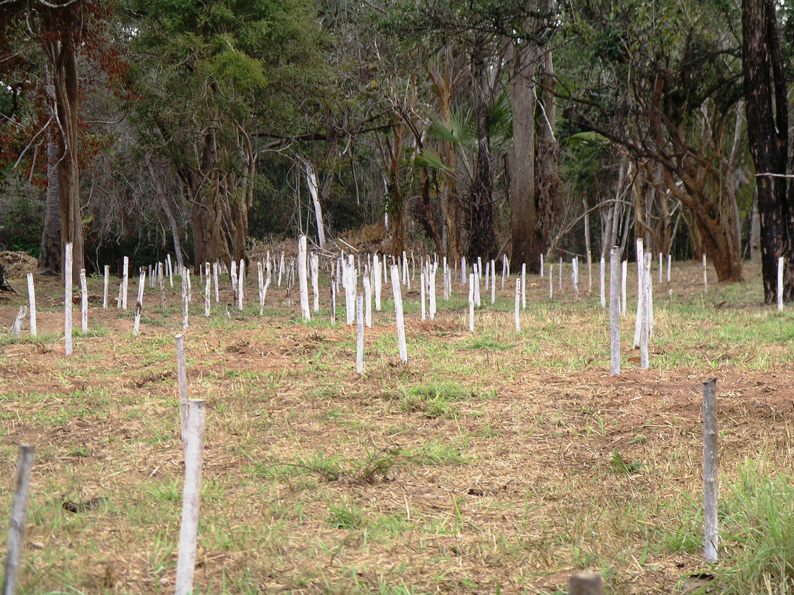 minefield-cleared-marking-northern-mozambique-halo-trust.JPG