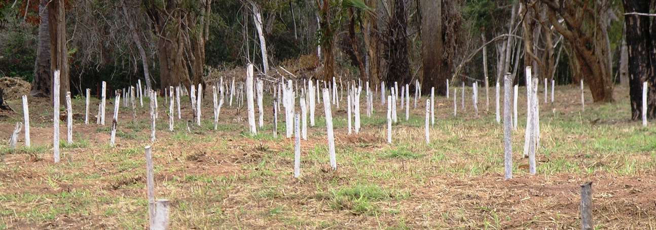 Wooden sticks in the ground in a former minefield next to a forest in rural Northern Mozambique