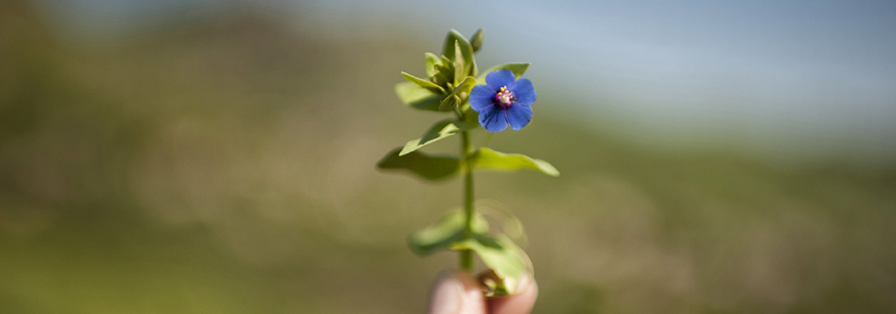Close up of a blue flower against a grassy background