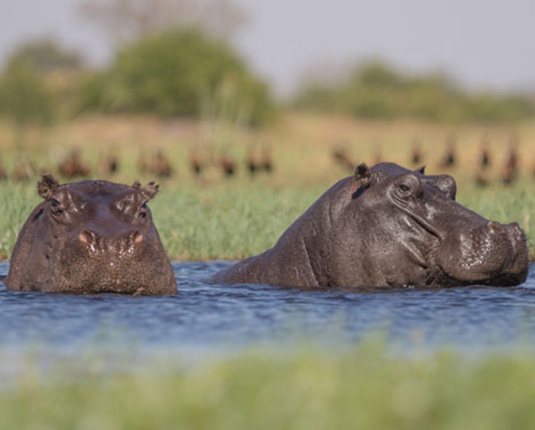 Two hippos poker their head above the surface of water