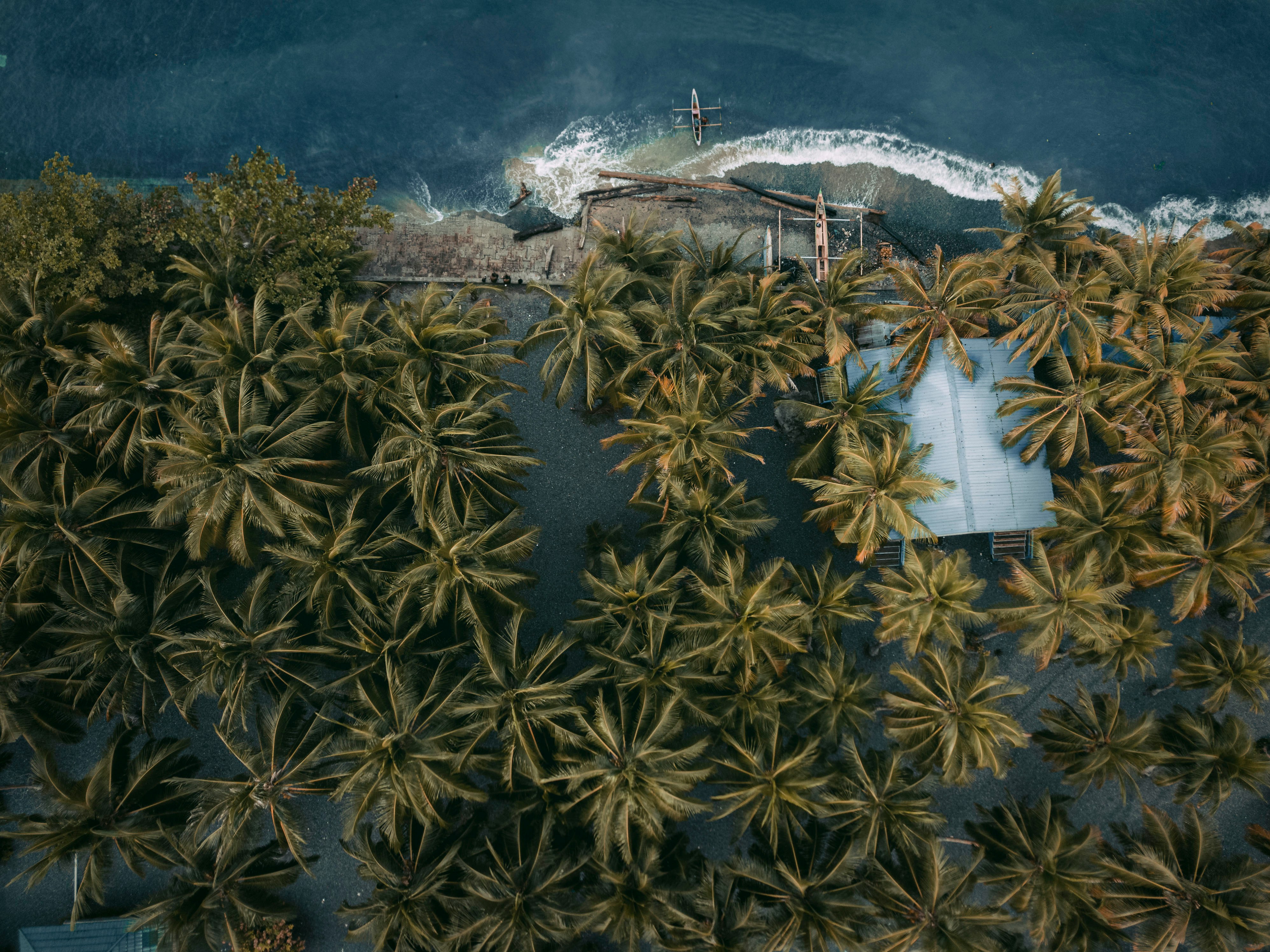 Aerial view of forest and ocean in Papua New Guinea
