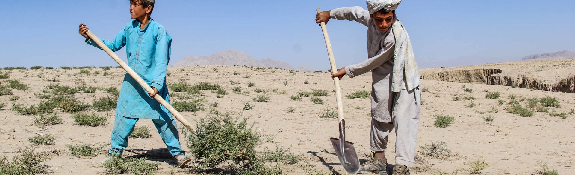 Two boys dig up vegetation in a rural area