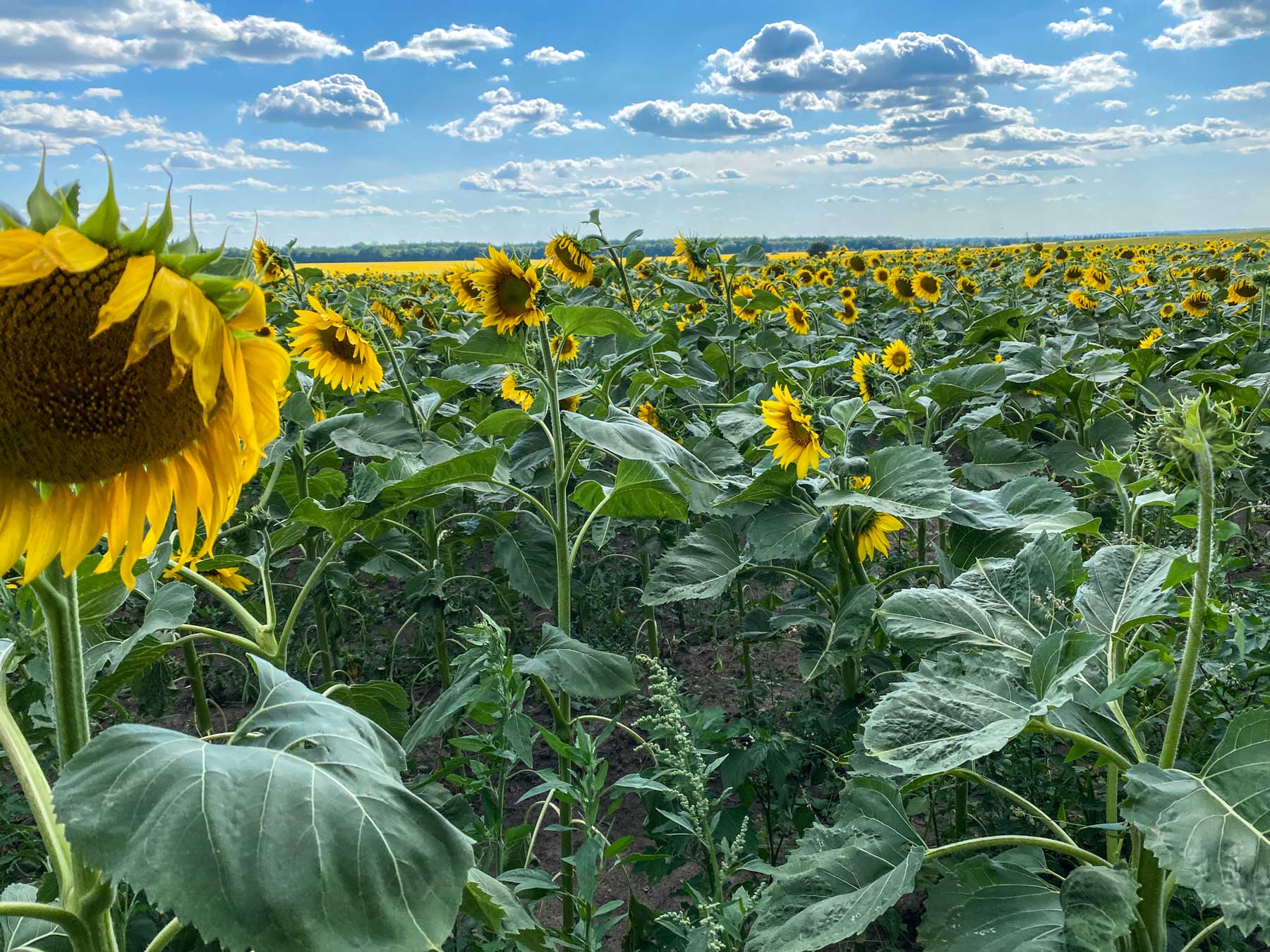 A field of sunflowers in Tarashcha, Ukraine