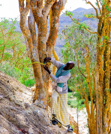 A man measures the trunk of a frankincense tree