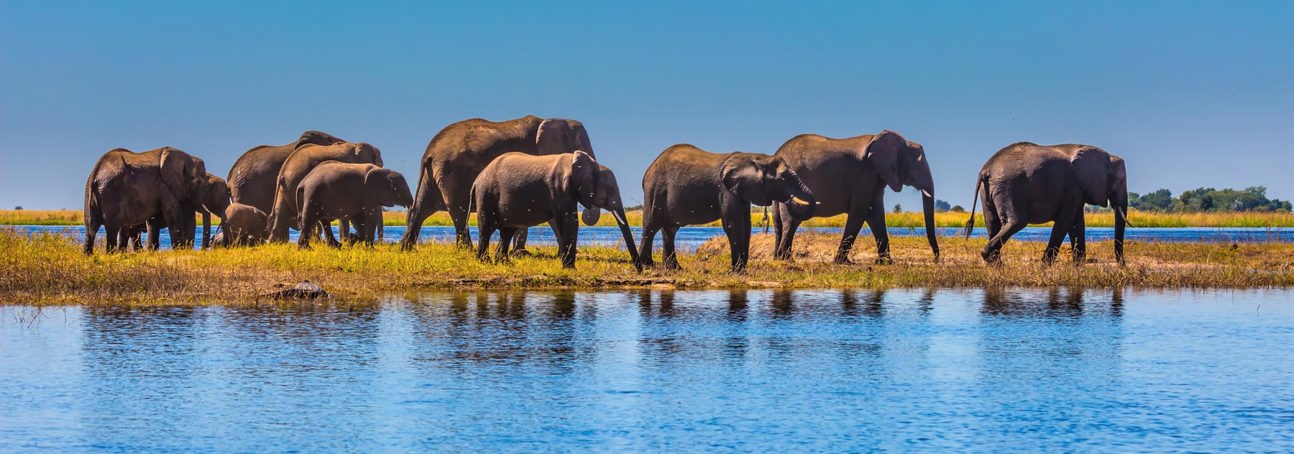 A group of elephants stand in the Okavango headwaters