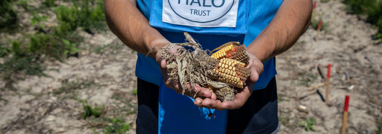 A HALO Trust deminer holds corn in his hands in a minefield in Lypivka, Ukraine