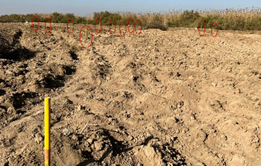 Yellow sticks mark where IEDs have been removed