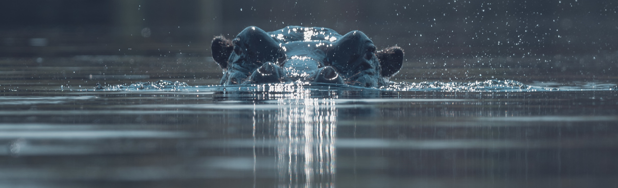 Hipp 1800x550