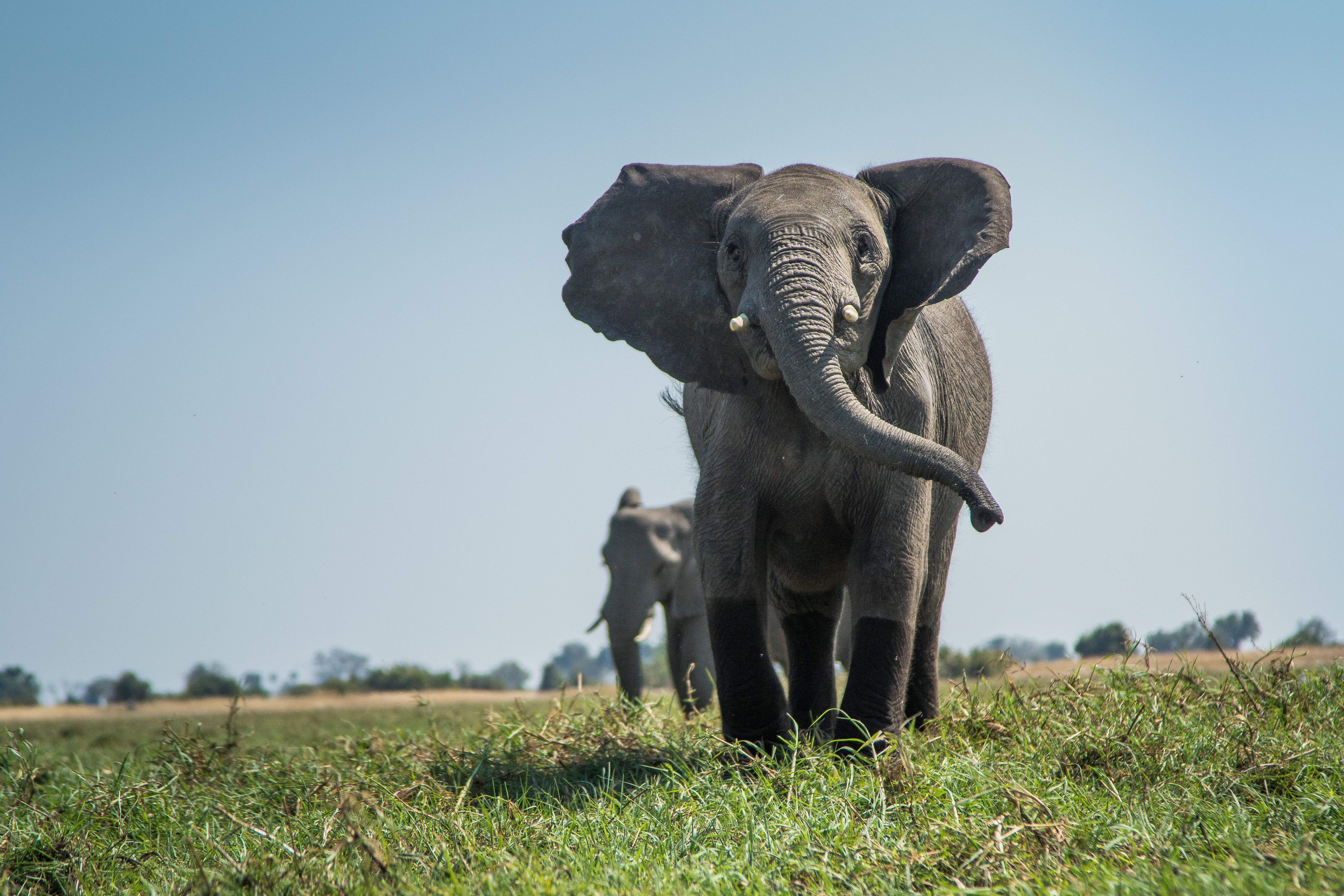 Two elephants in a field of greenery