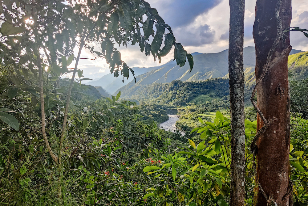 A scenic view of the forest nature in Casanare