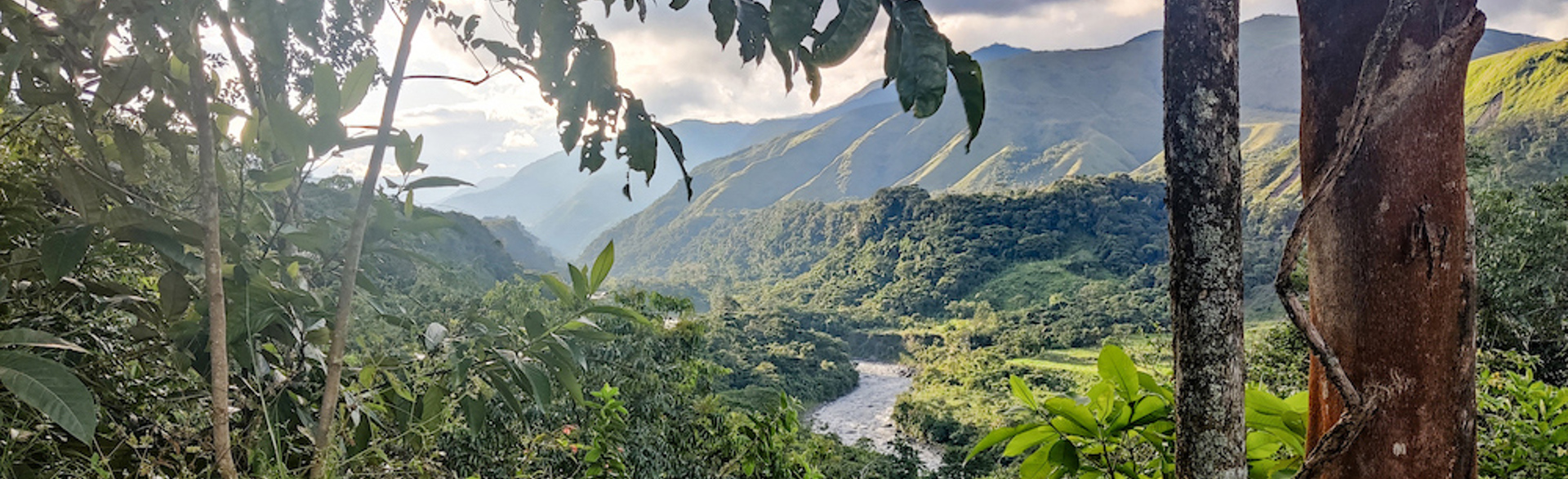 A scenic view of the forest nature in Casanare