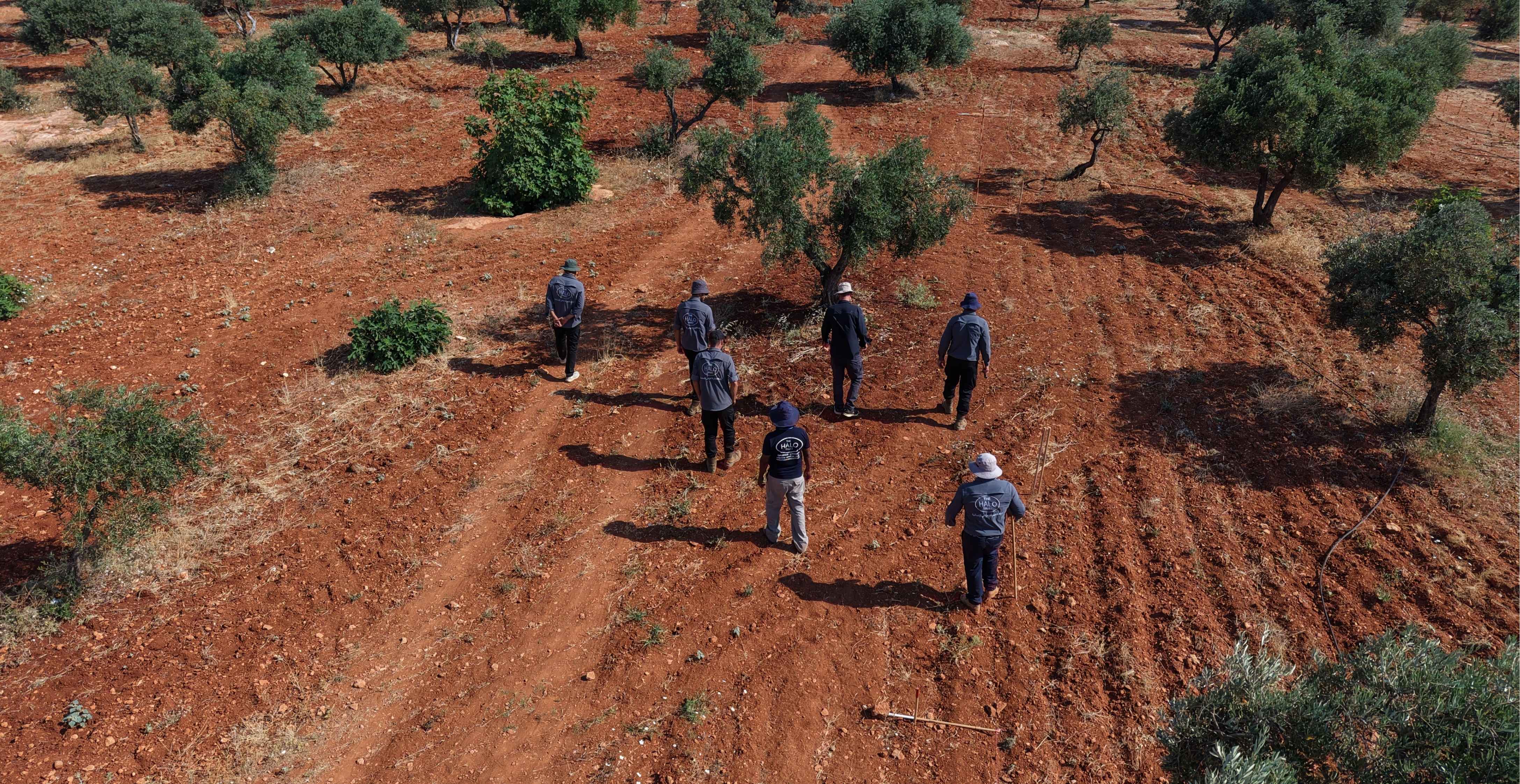 Group of deminers training in an olive grove, Syria