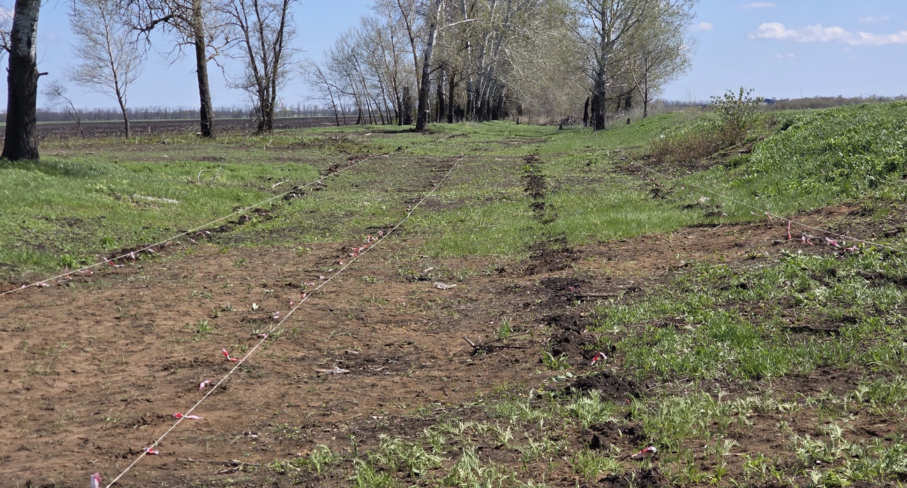Ділянка лісосмуги, що відновлюється