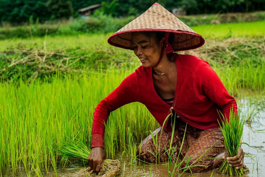 A farmer kneels in a paddy field whilst harvesting their crop